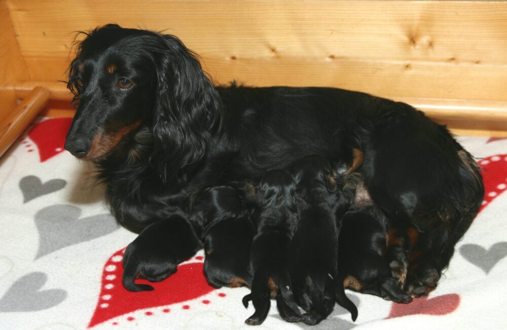 Potefaret Kennel